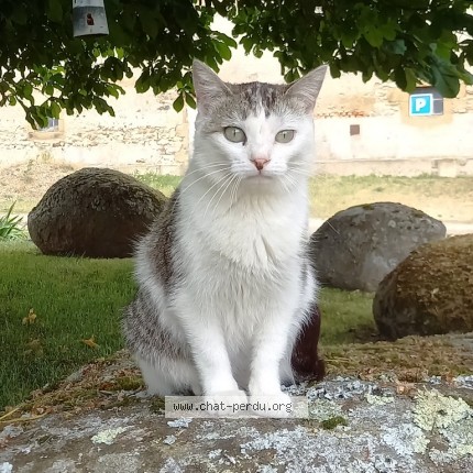Photo 1/1 Tulipe Chat perdu à Montlucon