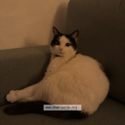 Photo 2/5 Bulle Chat perdu à Saint Nizier Du Moucherotte