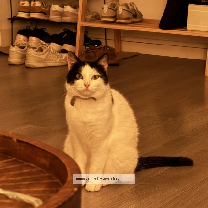 Photo 4/5 Bulle Chat perdu à Saint Nizier Du Moucherotte