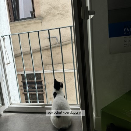 Photo 5/5 Bulle Chat perdu à Saint Nizier Du Moucherotte