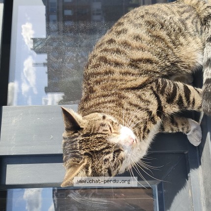 Photo 1/1 Chat trouvé Trouvé à Lille