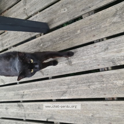 Photo 1/1 Chat retrouvé Perdu à Saint Maurice Montcouronne