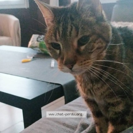 Photo 1/1 Doowy Chat perdu à Faulquemont
