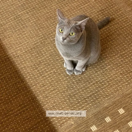 Photo de chat perdu à Chapelle