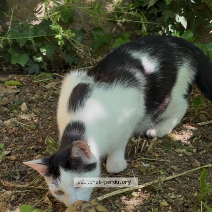 Photo 1/1 NOBI Chat perdu à Dijon