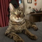 Achilles