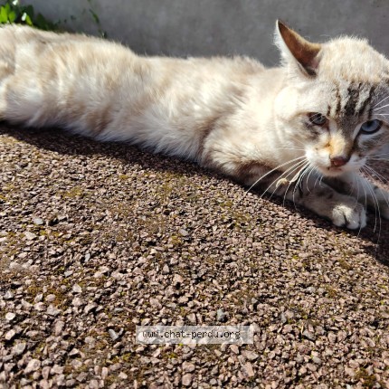 Photo 1/1 Chat trouvé Trouvé à Chelles