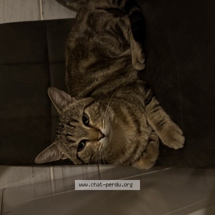 Photo 1/1 tigrou Chat perdu à Perigeux