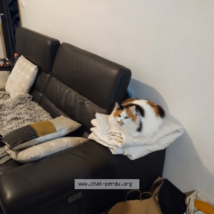 Photo de chat perdu à Poitiers