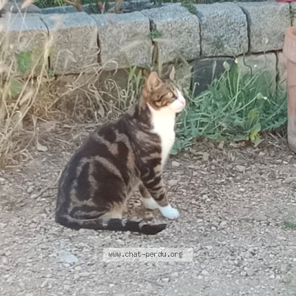 Photo 1/1 Nougat Chat perdu à Toulon Le Revest Les Eaux