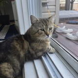 Minou