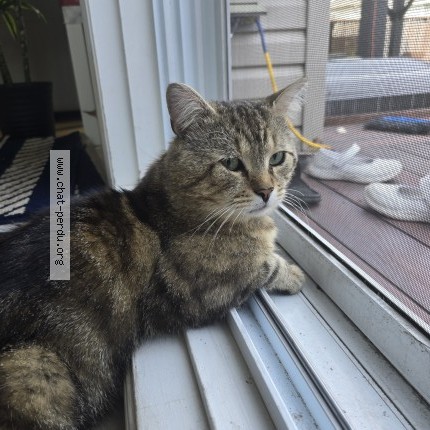 Photo 1/1 Minou Chat perdu à Laval