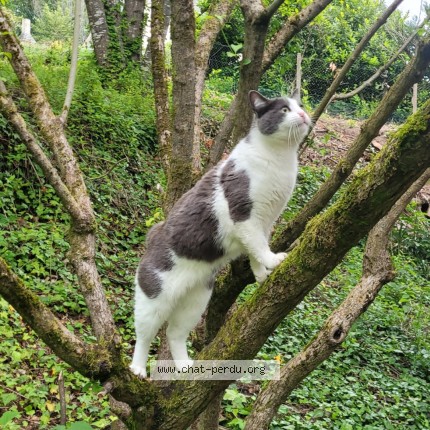 Photo 1/1 Narcisse Chat perdu à Marcoussis