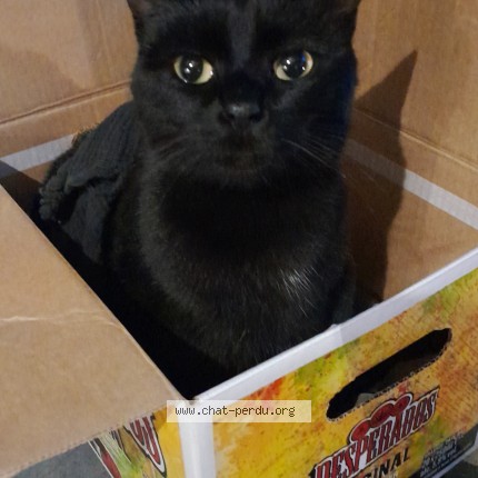 Photo 1/1 Chat retrouvé Perdu à Anetz