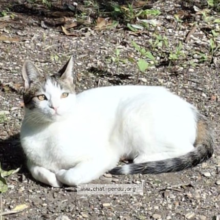 Photo 1/1 MITSOU Chat perdu à Ivry Sur Seine