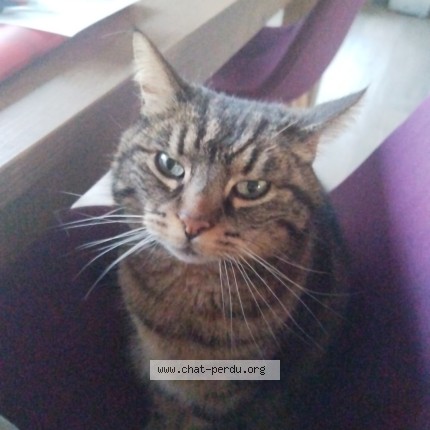 Photo 1/1 Déesse Chat perdu à Bio