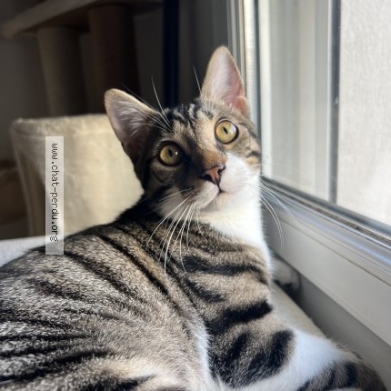 Photo 1/1 Tekno Chat perdu à Aulnay Sous Bois