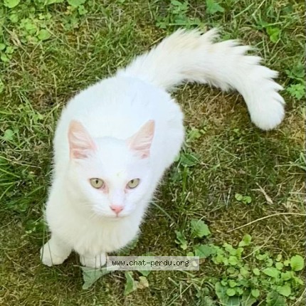 Photo 1/4 Chat trouvé Trouvé à Lausanne