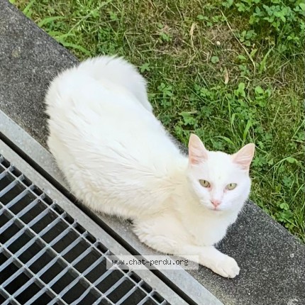 Photo 2/4 Chat trouvé Trouvé à Lausanne
