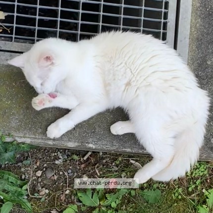 Photo 3/4 Chat trouvé Trouvé à Lausanne