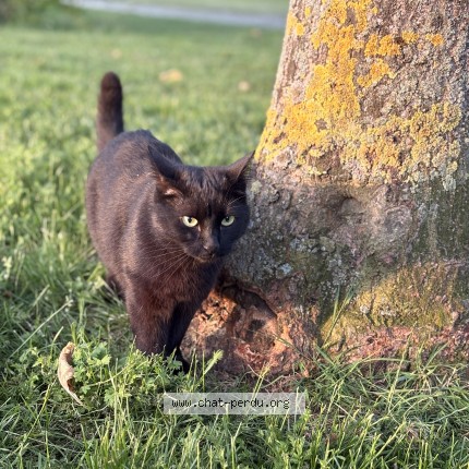 Photo 1/1 caty Chat perdu à Saran