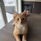 milo
