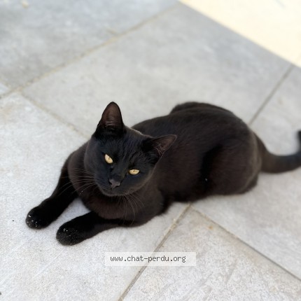 Photo 1/2 Chat retrouvé Perdu à Chateauroux
