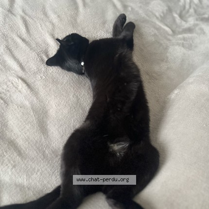 Photo 2/2 Chat retrouvé Perdu à Chateauroux
