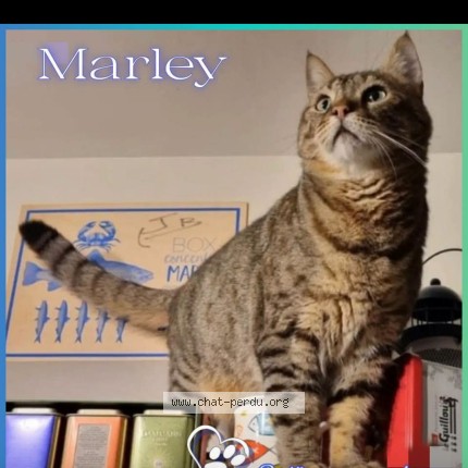Photo 1/1 Marley Chat perdu à Larmor Plage