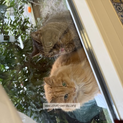 Photo 1/1 Chat trouvé Trouvé à Saint Maur Des Fosses