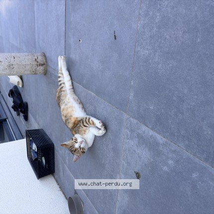 Photo 1/1 Chat trouvé Trouvé à Joue Les Tours