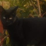 moise