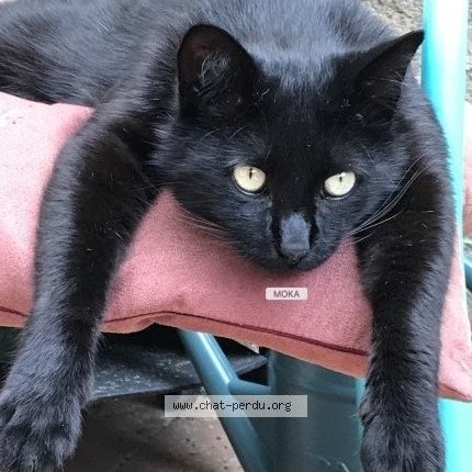 Photo de chat perdu à Laval