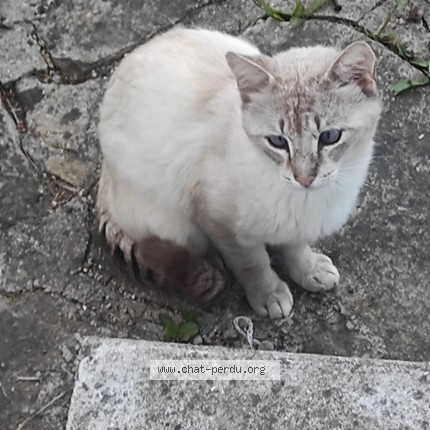 Photo de chat trouvé à Quimper