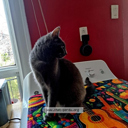 Photo 1/1 LUNA Chat perdu à Montreal