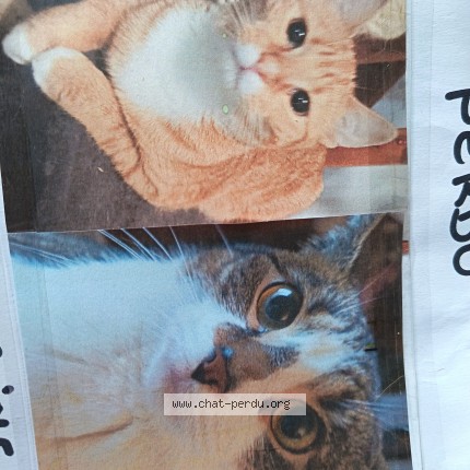 Photo de chat perdu à Zouafques La Rescousse