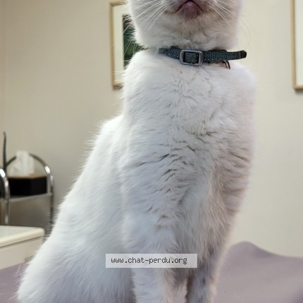 Photo de chat perdu à Moze Sur Louet