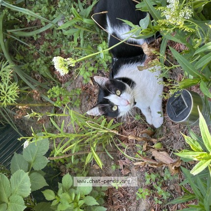Photo 1/1 Chat retrouvé Perdu à Mouli S