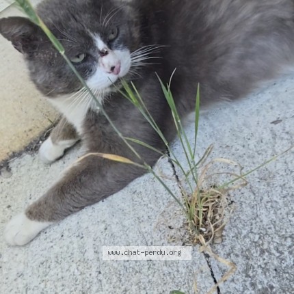Photo 1/1 Mon fils Chat perdu à Caussade