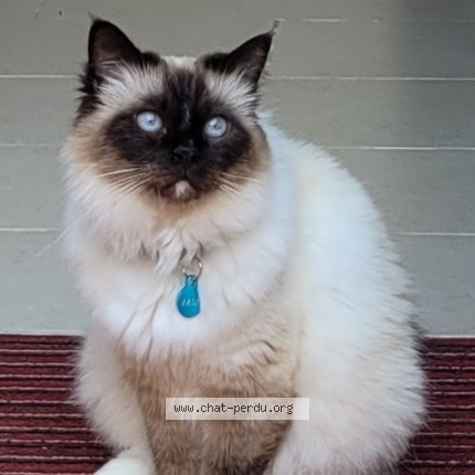 Photo de chat perdu à St Illiers La Ville