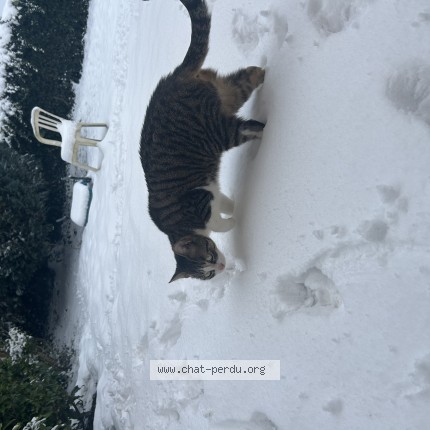 Photo 1/1 aina Chat perdu à Lognes