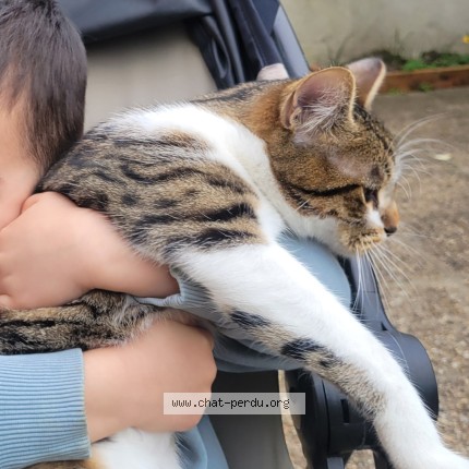 Photo de chat perdu à Chalette Sur Loing