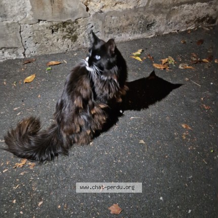 Photo 1/1 Chat trouvé Trouvé à Bordeaux