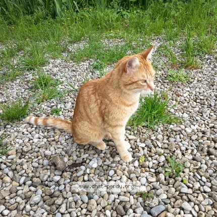 Photo 1/1 Roumi Chat perdu à La Cote Saint Andre
