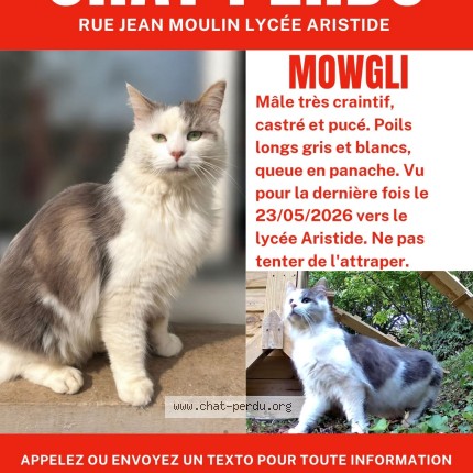 Photo 1/1 Mowgli Chat perdu à Evreux