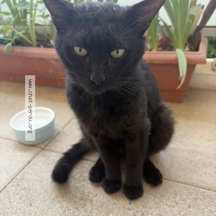 Photo 1/1 Chat trouvé Trouvé à Vaulx En Velin