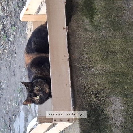 Photo 1/1 Neela Chat perdu à 09700 St Quirc