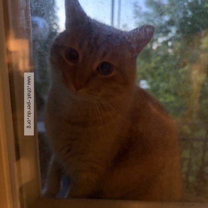 Photo 1/3 Chat trouvé Trouvé à Montreal