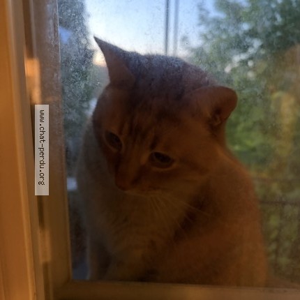 Photo 2/3 Chat trouvé Trouvé à Montreal