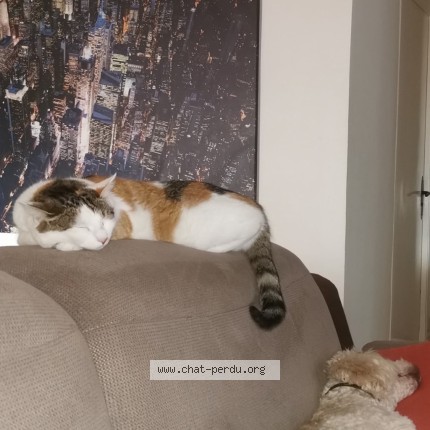 Photo 2/2 Nala Chat perdu à Montpellier